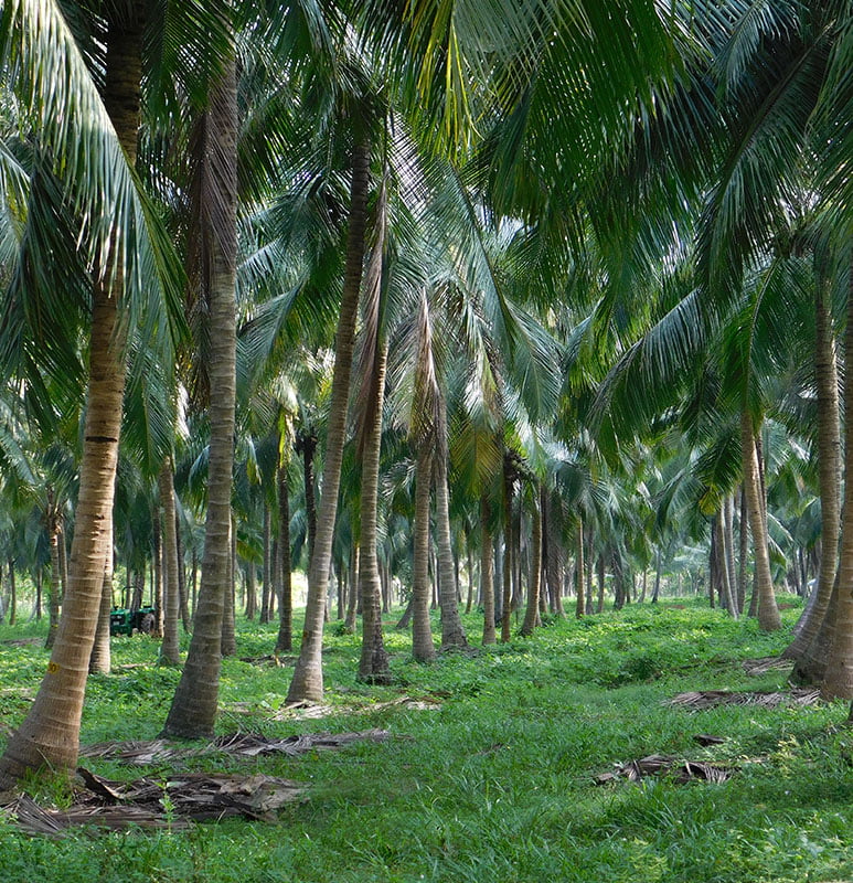 Coconut Growers Association of Sri Lanka (CGASL)