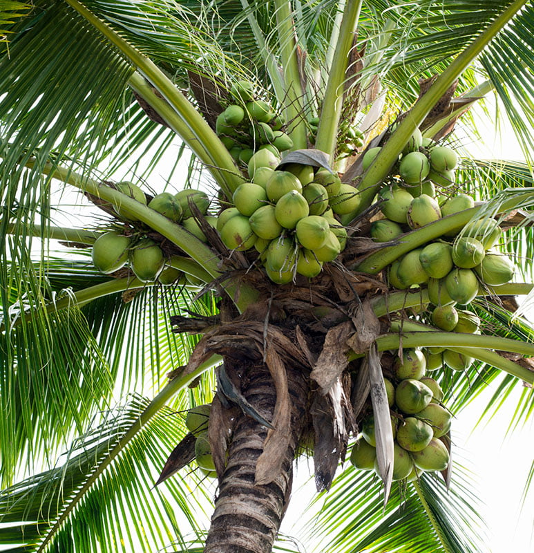 Coconut Growers Association of Sri Lanka (CGASL)